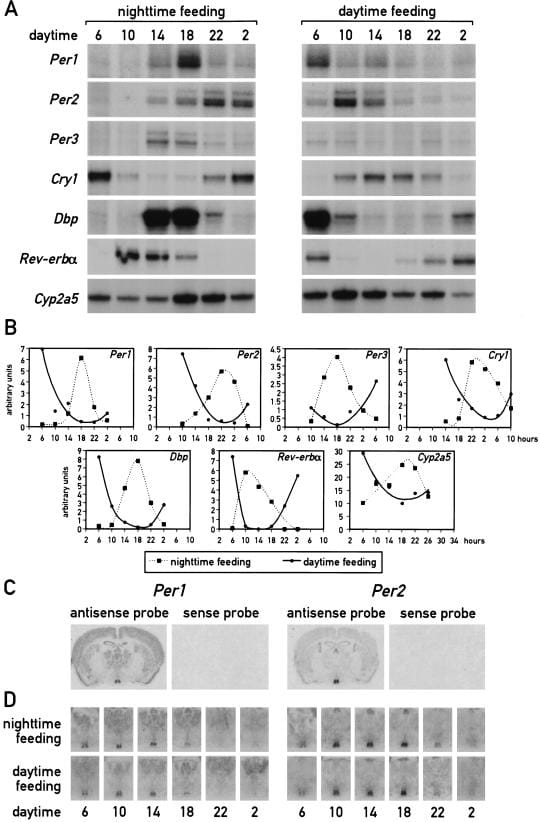Circadian gene expression in mouse liver inverted by daytime feeding while SCN expression remained unchanged
