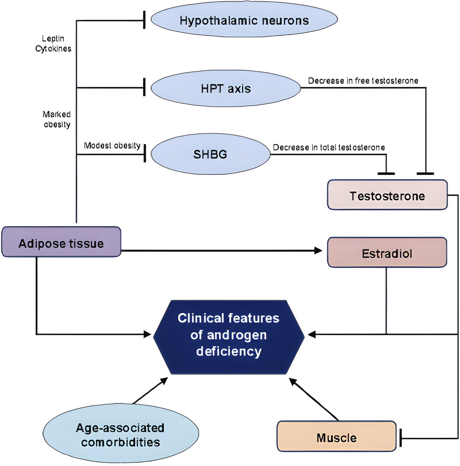 Diagram of bidirectional association between adipose tissue and testosterone