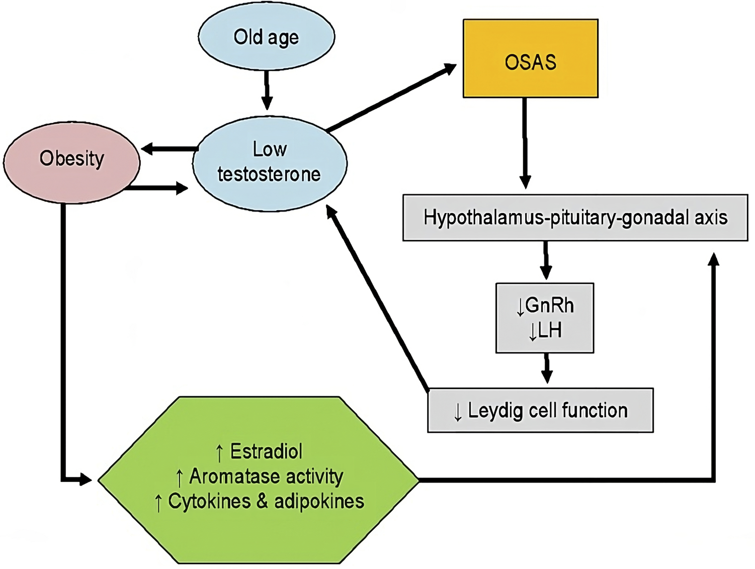 Diagram of association between testosterone, obesity, and obstructive sleep apnea