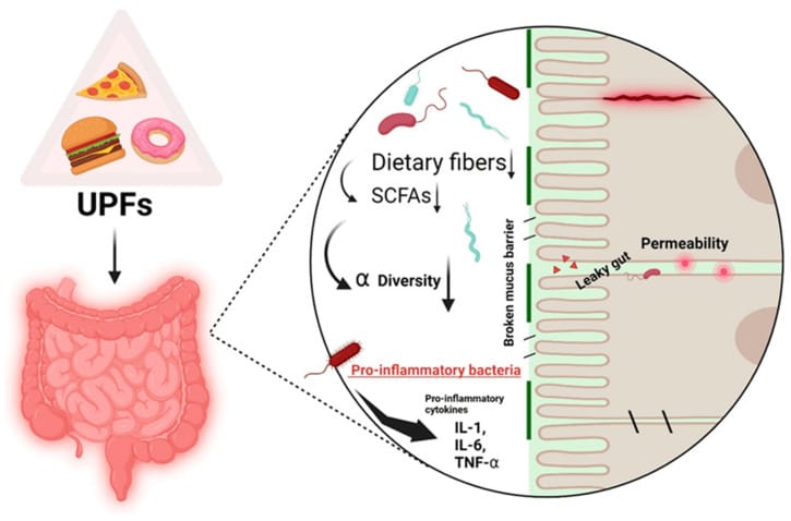 Diagram showing how ultra-processed foods disrupt gut microbiome and increase intestinal permeability