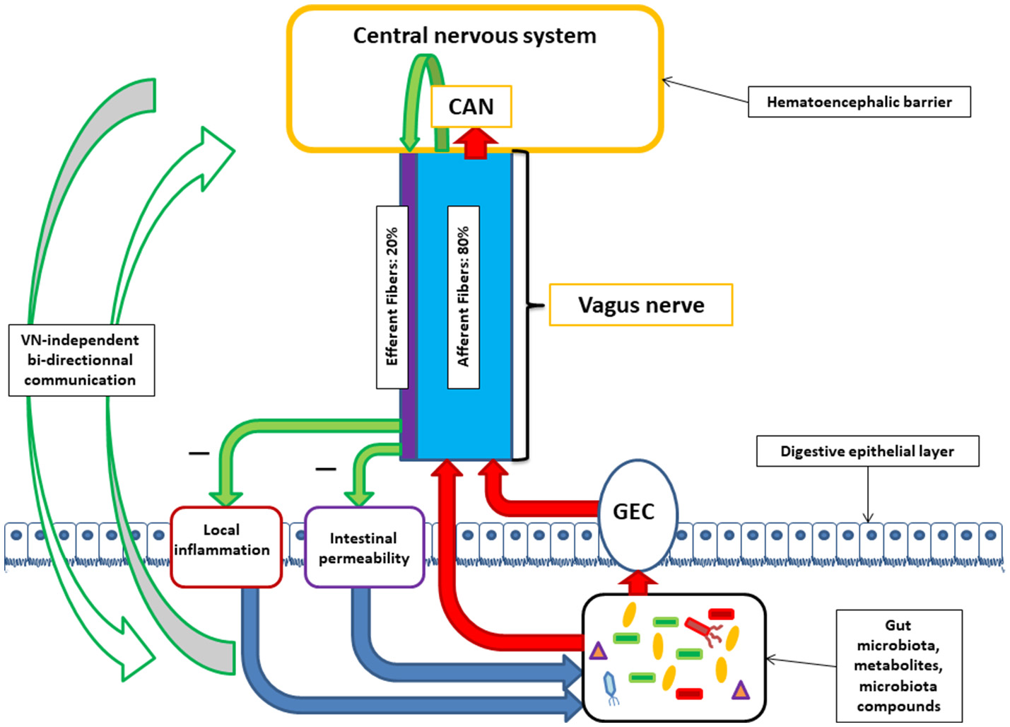 Diagram of the vagus nerve bidirectional communication between gut microbiota and brain