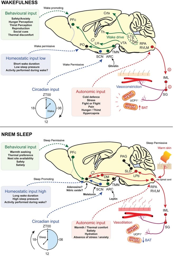 2026 05 20 circadian sleep disruption pillar figure 1 Sleep gate model showing sensory, homeostatic, and thermoregulatory inputs that influence sleep and wake timing.