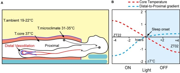 2026 05 20 circadian sleep disruption pillar figure 2 Thermoregulation figure showing how skin and core body temperature patterns relate to human sleep.