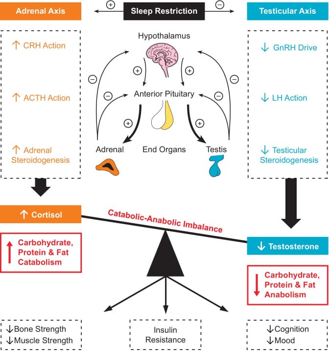 Diagram showing sleep restriction effects on cortisol, testosterone, and insulin resistance pathways in men.