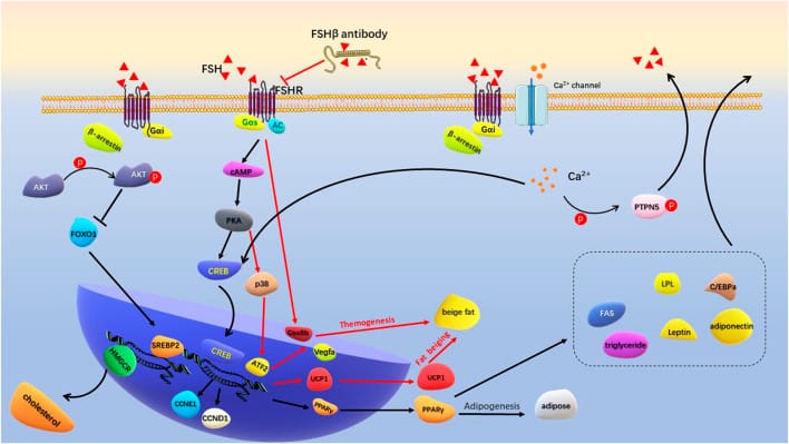 2026 05 20 hormonal women sleep disruption pillar figure 2 Diagram showing follicle-stimulating hormone pathways involved in adipogenesis and adipose tissue signaling.