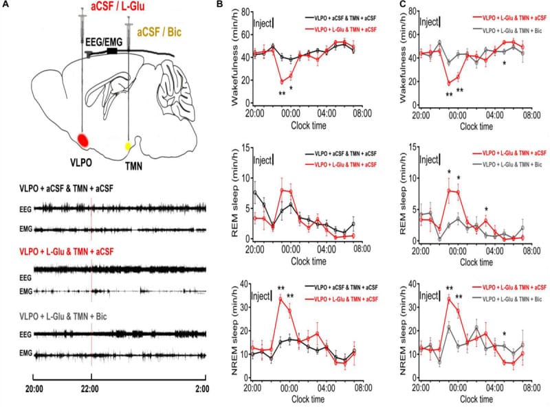 2026 05 20 inflammatory sleep disruption pillar figure 2 Experimental diagram of VLPO and TMN interaction in sleep-wake regulation.