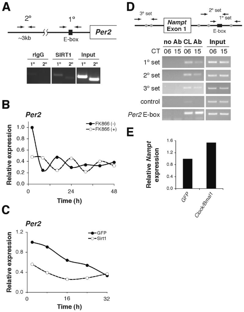 2026 05 20 metabolic sleep disruption pillar figure 2 NAMPT and NAD plus feedback loop through SIRT1 and CLOCK BMAL1.