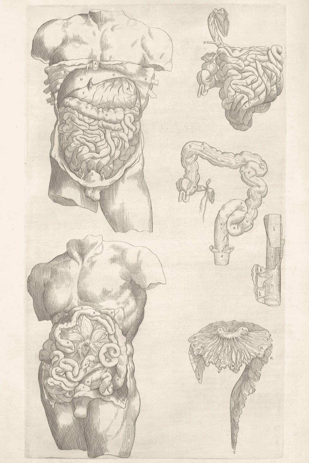 2026-05-28-homepage-gut-ldl-anatomy-warm-v1 Historical digestive anatomy illustration in a warm Longevity Vault palette