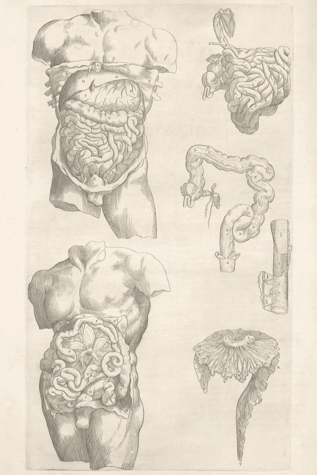 2026-05-28-homepage-gut-ldl-anatomy-warm-v1 Historical digestive anatomy illustration in a warm Longevity Vault palette