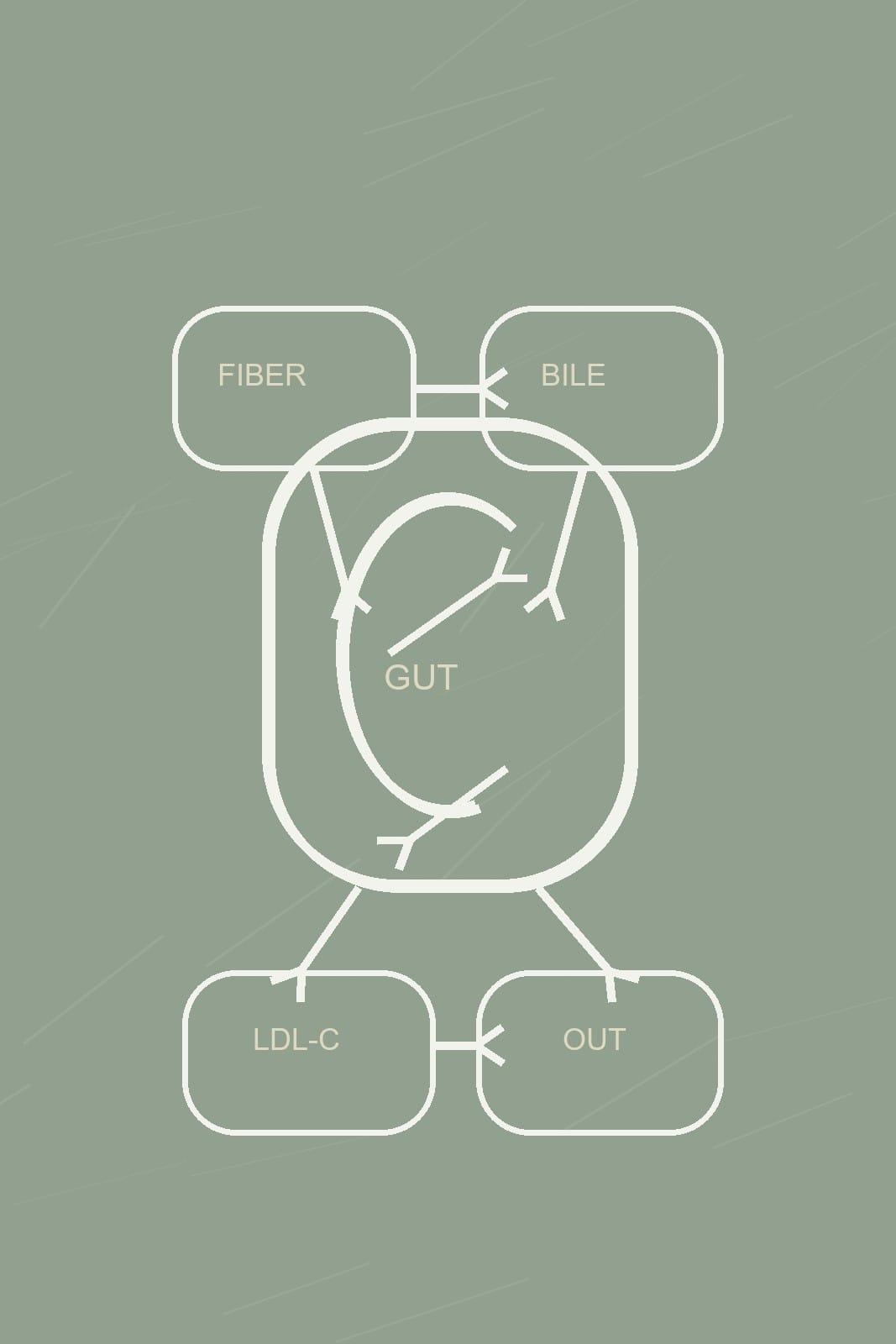 2026-05-28-homepage-gut-ldl-bile-fiber-pathway-sage-v1 Bile, fiber, gut, LDL-C pathway diagram in a sage Longevity Vault palette