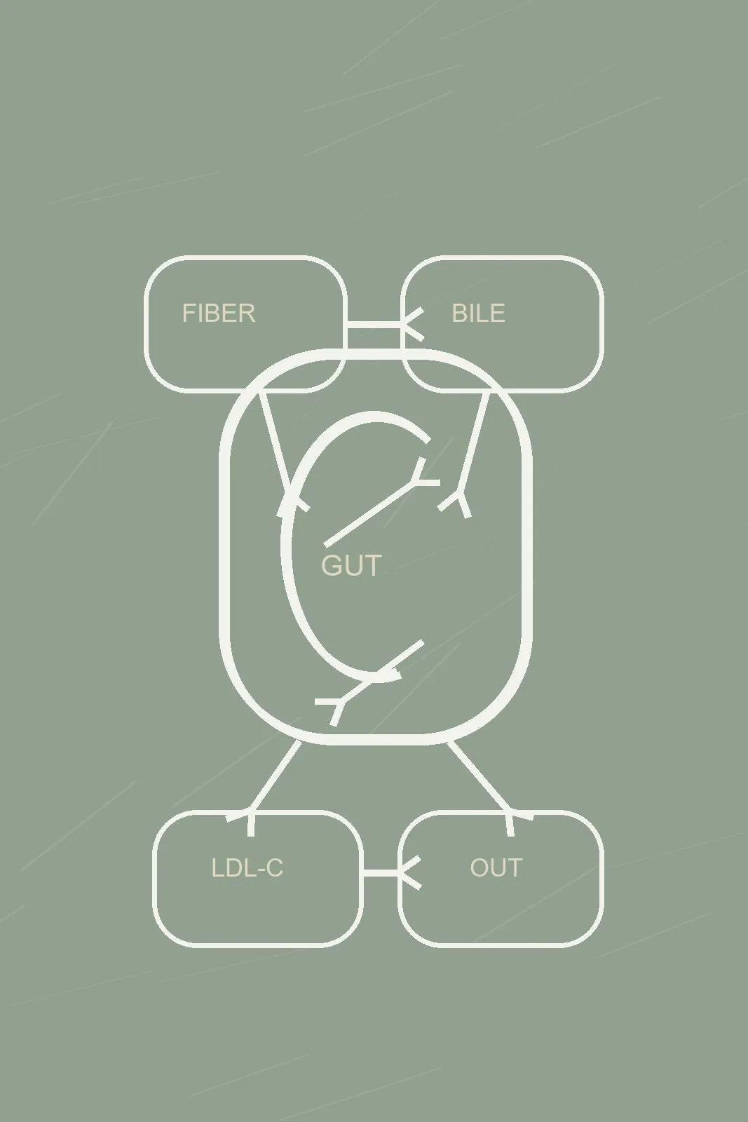 2026-05-28-homepage-gut-ldl-bile-fiber-pathway-sage-v1 Bile, fiber, gut, LDL-C pathway diagram in a sage Longevity Vault palette