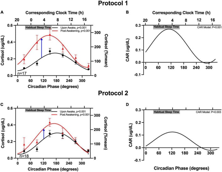 Circadian rhythm of cortisol awakening response peaking near 3:40am biological time