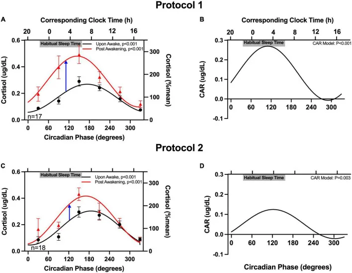 Circadian rhythm of cortisol awakening response peaking near 3:40am biological time