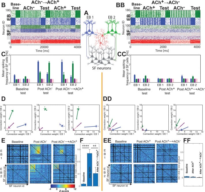 Computational model showing differential roles of low-ACh NREM and high-ACh REM states in memory consolidation