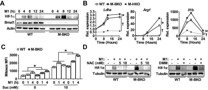 circadian disruption inflammation figure 1 Bmal1 deletion increases oxidative stress and HIF-1a accumulation in macrophages