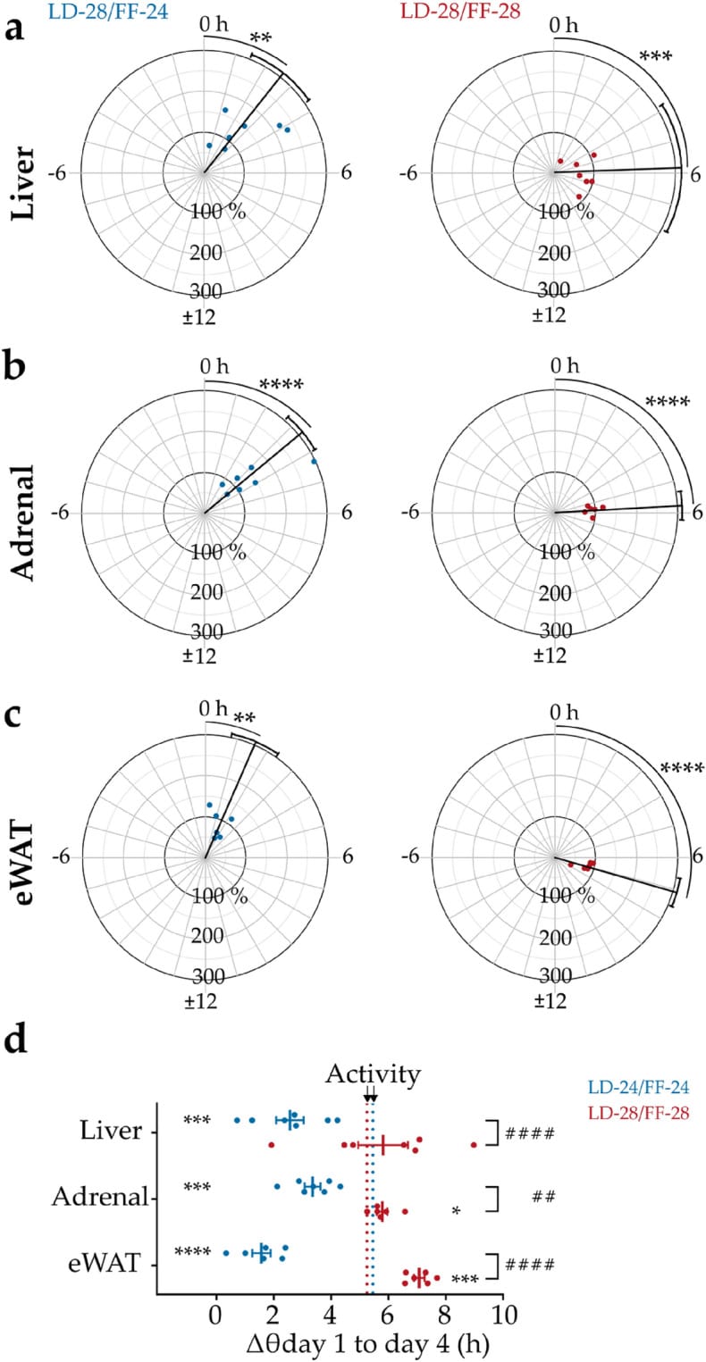 Phase and amplitude effects of clock gene expression rhythms between day 1 and 4 under misaligned zeitgeber conditions
