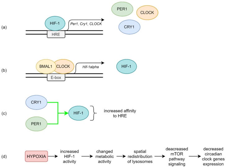 Molecular regulation mechanism between HIF-1 and circadian clock proteins