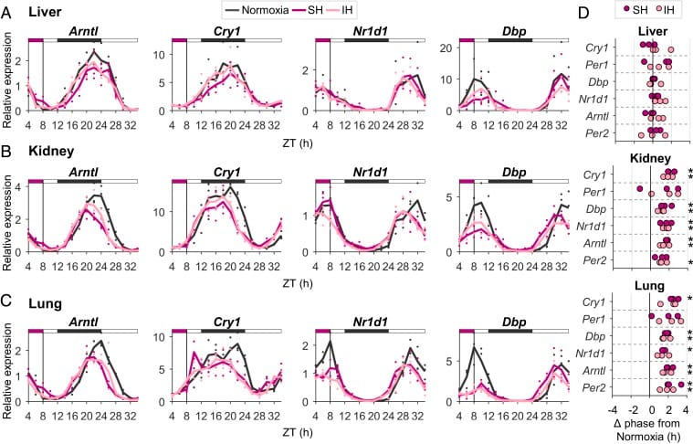 Intermittent hypoxia elicits intertissue circadian clock desynchrony