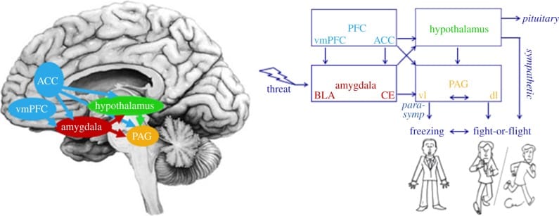 Brain structures involved in freeze and fight-or-flight responses, showing pathways from the amygdala through the periaqueductal gray to vagal and muscular outputs