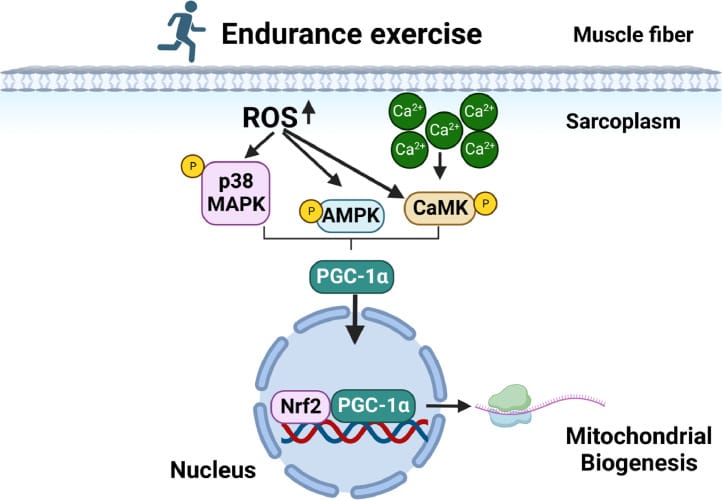 Diagram showing ROS activation of PGC-1alpha leading to mitochondrial biogenesis in skeletal muscle