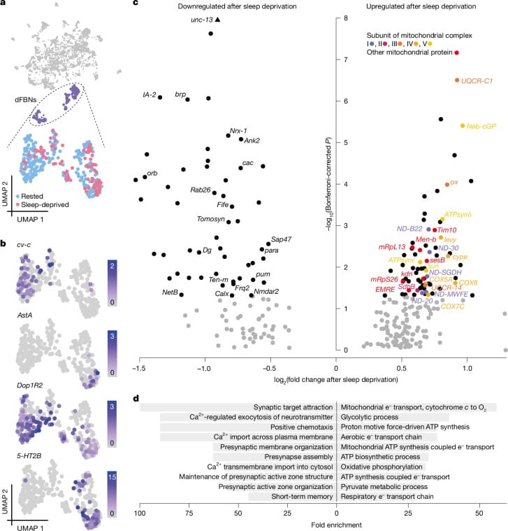 Volcano plot showing mitochondrial respiratory complex genes upregulated in Drosophila sleep-control neurons after sleep deprivation