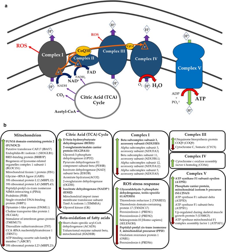 Schematic of mitochondrial respiratory chain showing differentially expressed proteins in ME/CFS