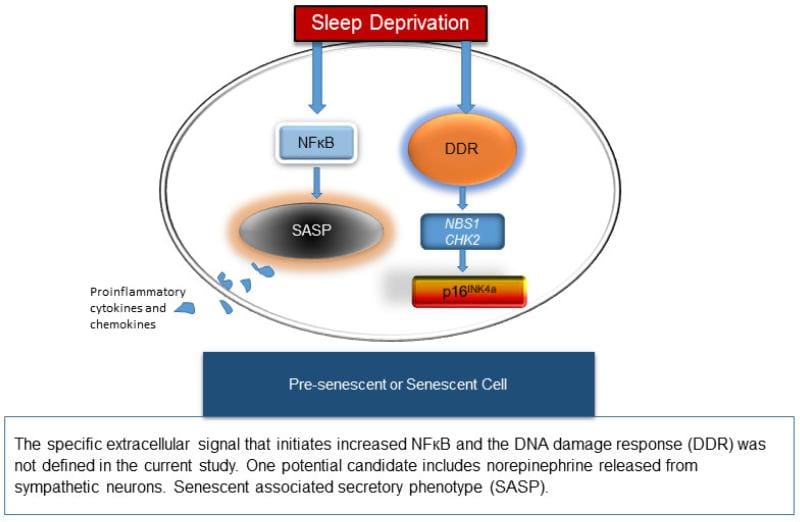 inflammaging sleep figure 1 Proposed molecular pathways promoting aging after sleep deprivation, showing DNA damage response and SASP activation