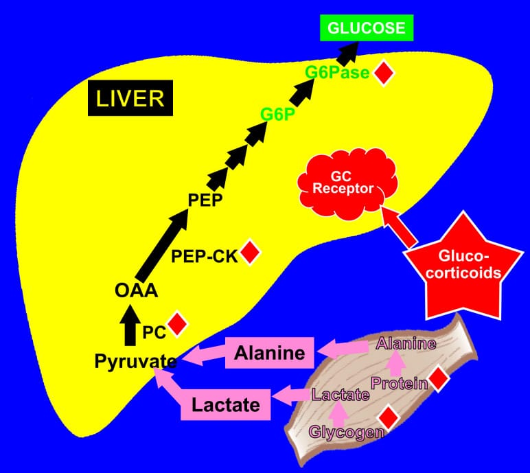Diagram showing how glucocorticoids stimulate hepatic gluconeogenesis by providing substrates from muscle protein breakdown and stimulating key gluconeogenic enzymes