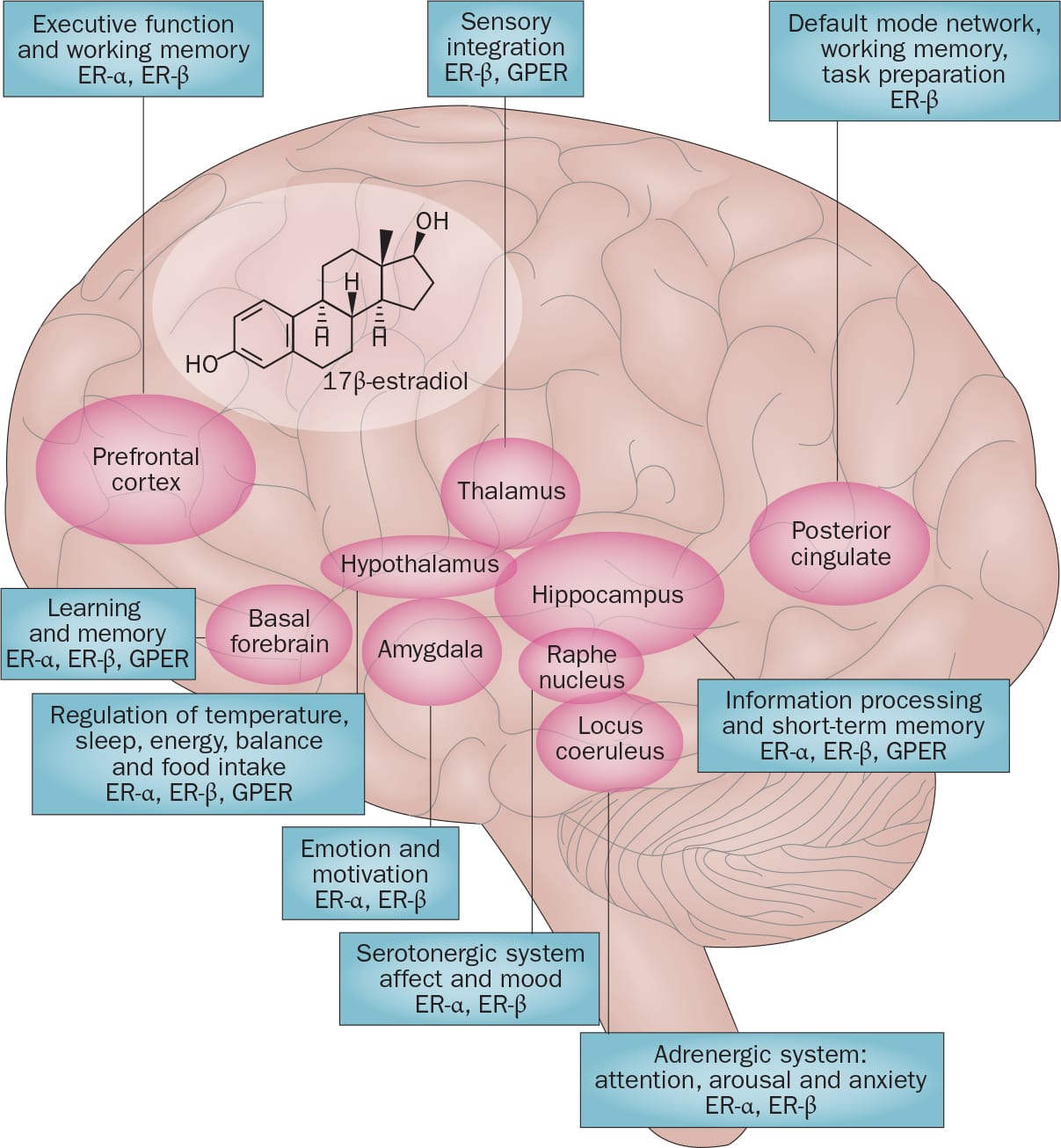 light sleeper perimenopause figure 2 Brain diagram showing regions regulated by estrogen receptors including hypothalamus, thalamus, and locus coeruleus involved in sleep, arousal, and sensory integration