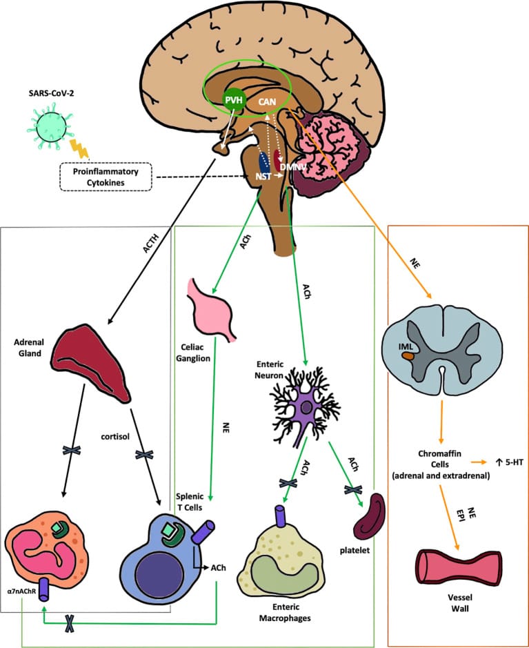 Diagram of vagus nerve anti-inflammatory pathways disrupted by SARS-CoV-2