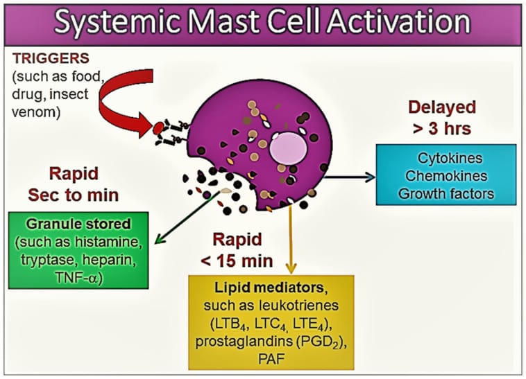 mcas sleep figure 1 Mast cell mediator release showing heterogeneity based on tissue microenvironment and activation severity