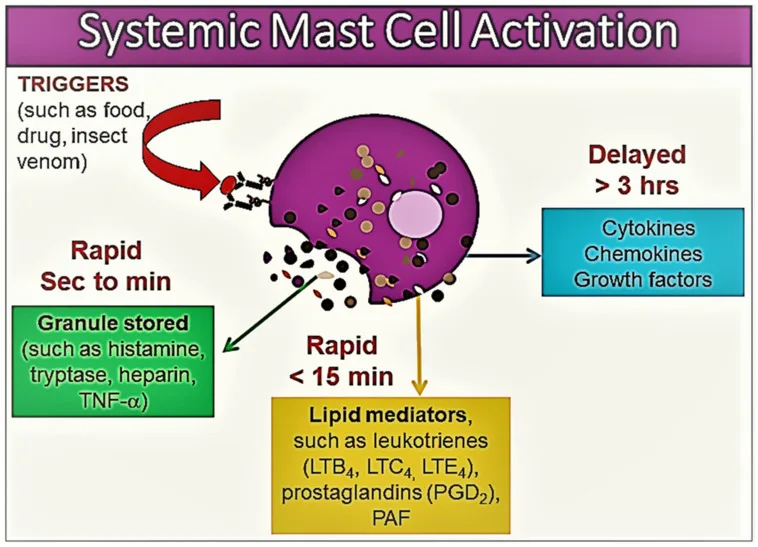 Mast cell mediator release showing heterogeneity based on tissue microenvironment and activation severity