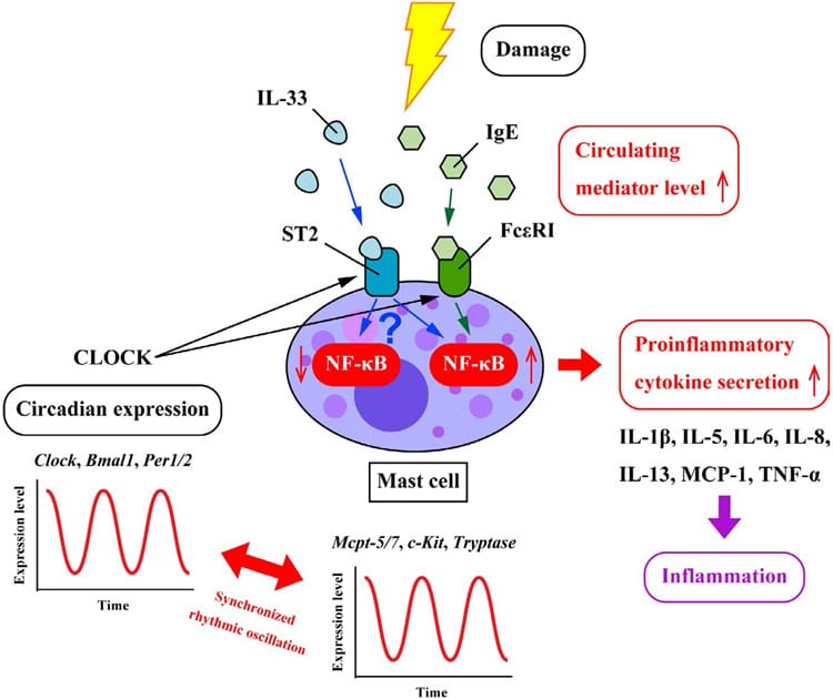 mcas sleep figure 2 Circadian clock gene oscillation regulating mast cell activation via CLOCK binding to FcepsilonRI and ST2 promoters