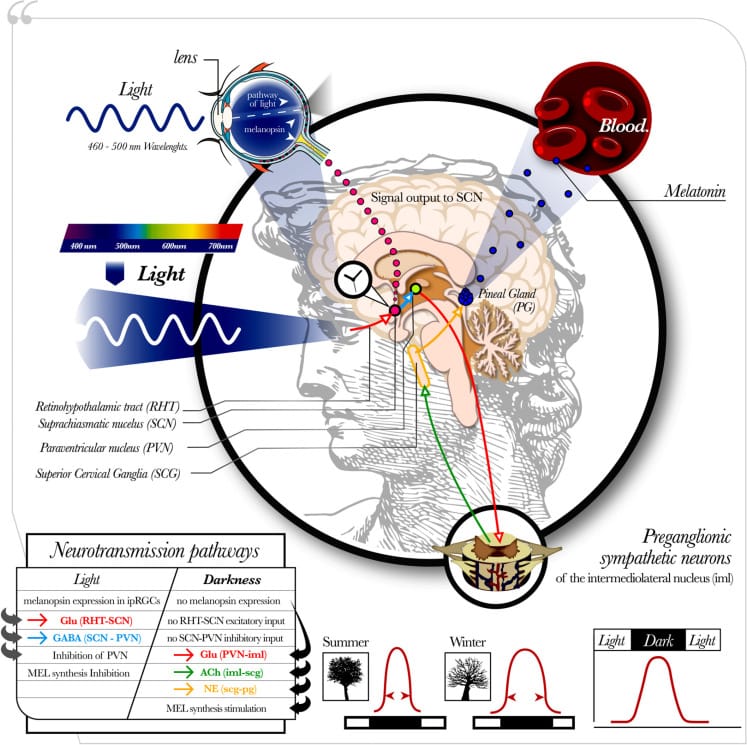 Pineal melatonin synthesis pathway from light input to SCN