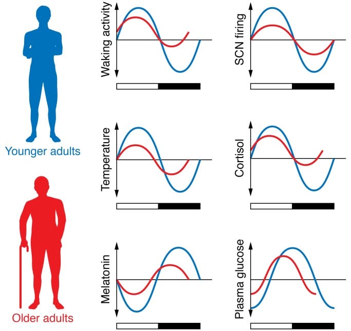 Circadian rhythm amplitude dampening in older versus younger adults