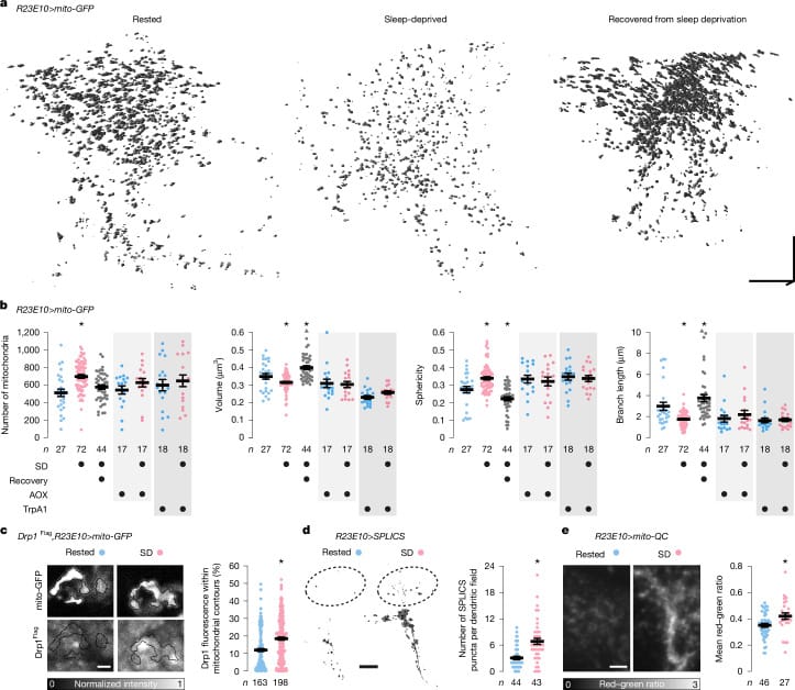 Mitochondrial morphology changes in sleep-control neurons after sleep deprivation and recovery