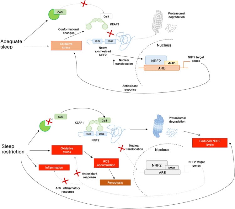 NRF2 pathway activity pathway regulation during adequate sleep versus sleep restriction