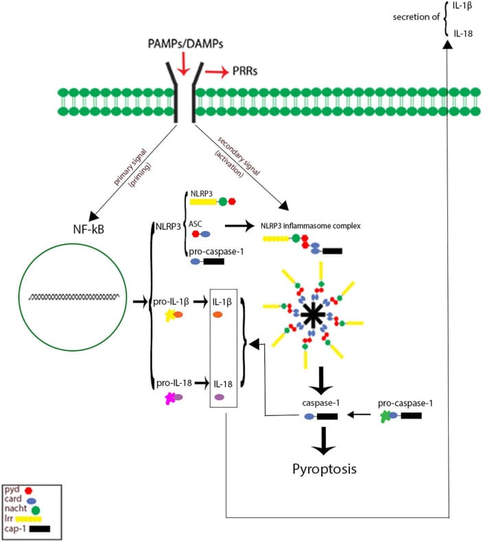nlrp3 inflammasome sleep figure 1 NLRP3 inflammasome two-input activation pathway showing priming via NF-kB and activation via DAMPs leading to caspase-1 cleavage of IL-1beta and IL-18 and pyroptosis