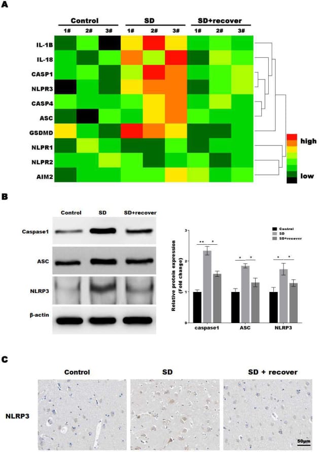 nlrp3 inflammasome sleep figure 2 Western blot and RT-PCR data showing elevated NLRP3, ASC, and caspase-1 protein expression in sleep-deprived mice compared to controls