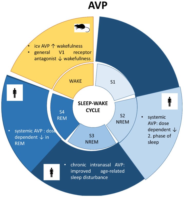Diagram showing vasopressin involvement across sleep stages