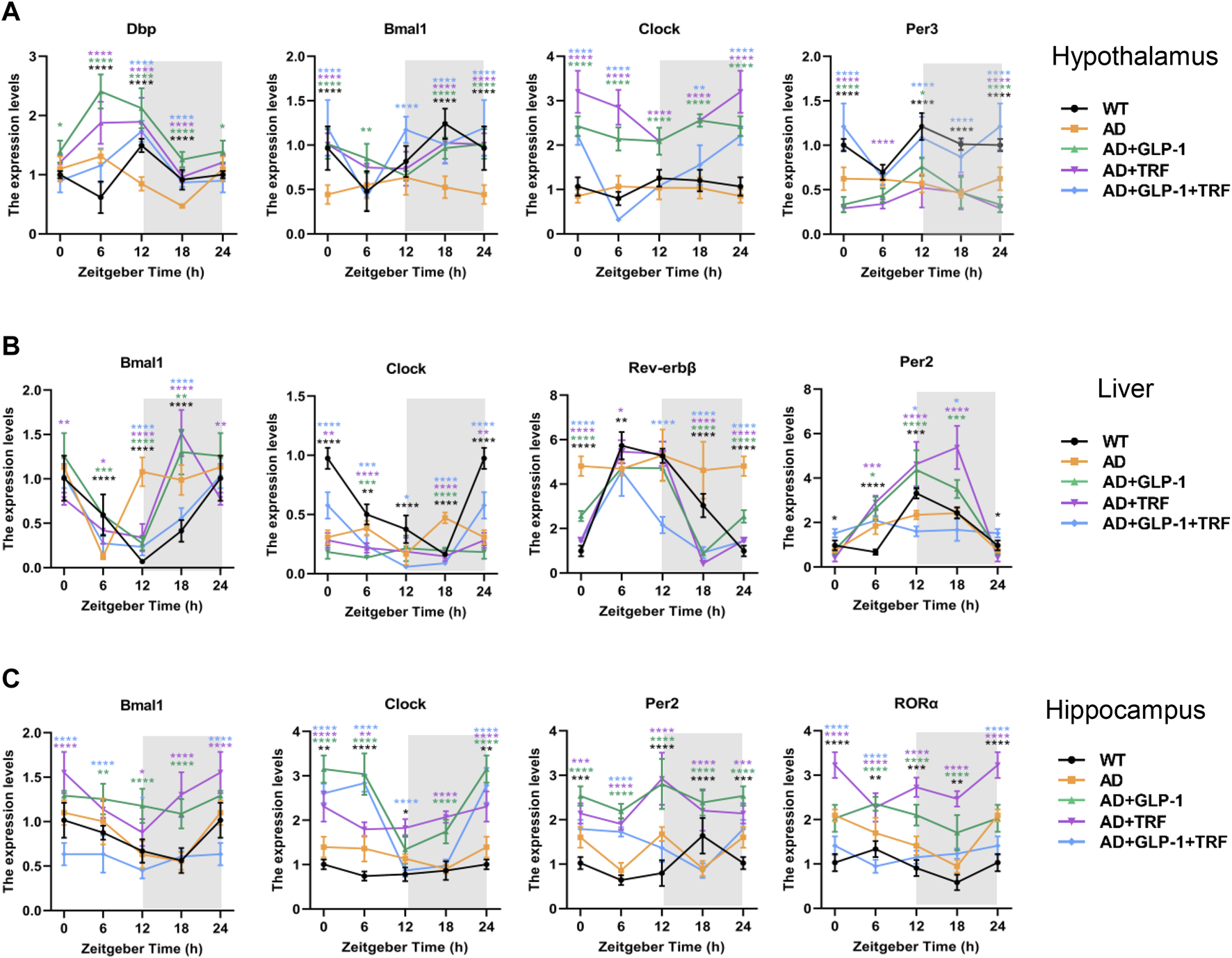 Clock gene expression patterns in hypothalamus, liver, and hippocampus tissues across treatment groups