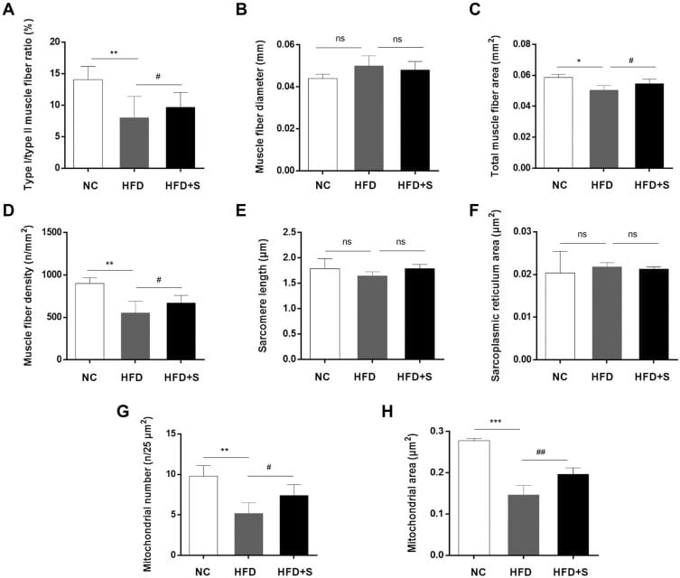Semaglutide effects on gastrocnemius muscle fiber quantification