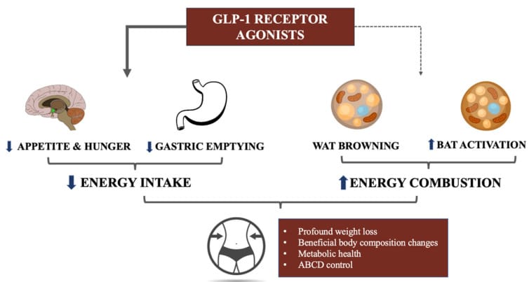 GLP-1 receptor agonist mechanisms including BAT thermogenesis