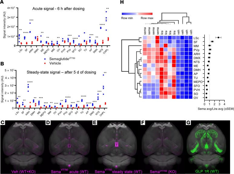 Brain distribution map of fluorescently labeled semaglutide in mouse brain showing accumulation in hypothalamic regions
