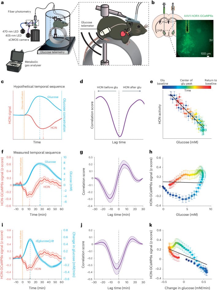 Fiber photometry recordings showing orexin neuron activity tracks blood glucose rate of change in behaving mice
