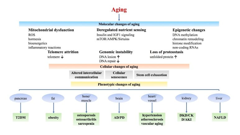Diagram of mechanisms of aging, including genomic instability, telomere attrition, epigenetic alteration, mitochondrial dysfunction, cellular senescence, and aging-related phenotypes