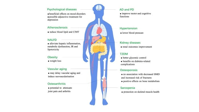 Diagram of GLP-1 receptor agonist roles in aging-related diseases across organs, including obesity, diabetes, cardiovascular disease, neurodegenerative disease, and sarcopenia