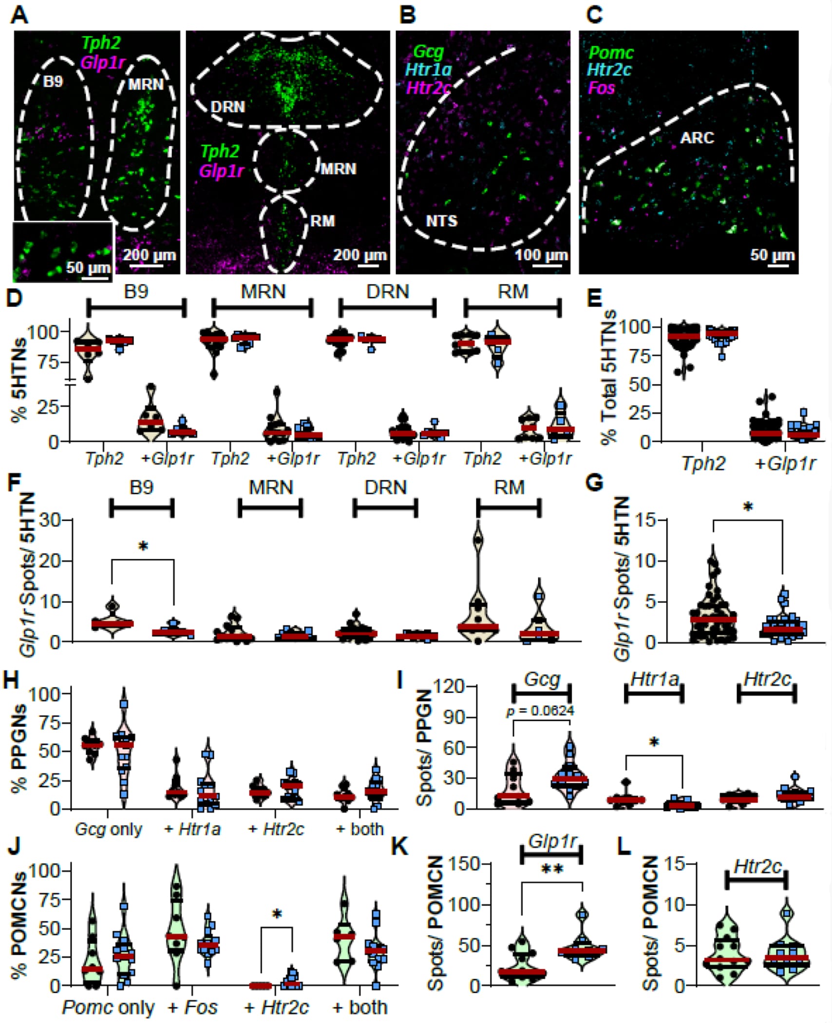 Spatial transcriptomic mapping of GLP-1 receptors on serotonin neurons in the dorsal raphe nucleus