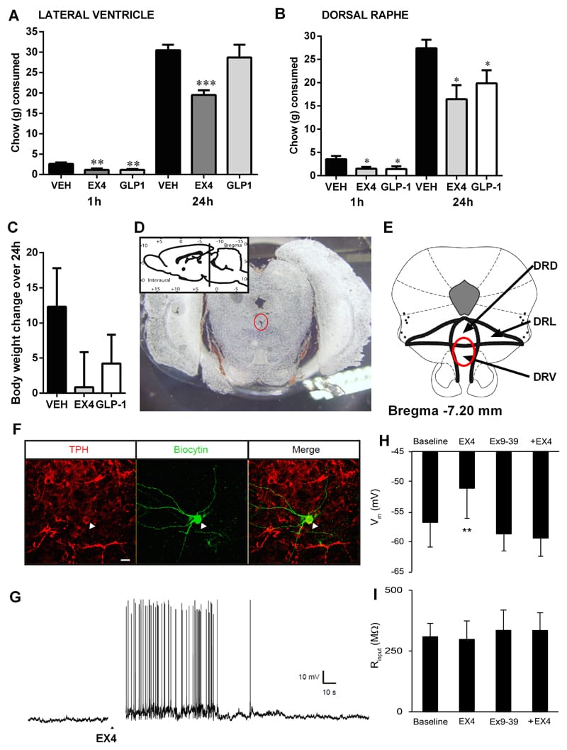 Dorsal raphe GLP-1 receptor activation increases serotonin neuron activity