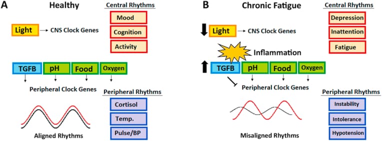 Comparison of healthy aligned circadian rhythms versus chronic fatigue misaligned rhythms, showing how TGF-beta dysregulation uncouples central and peripheral clock genes, producing misaligned cortisol, temperature, and pulse/blood pressure rhythms